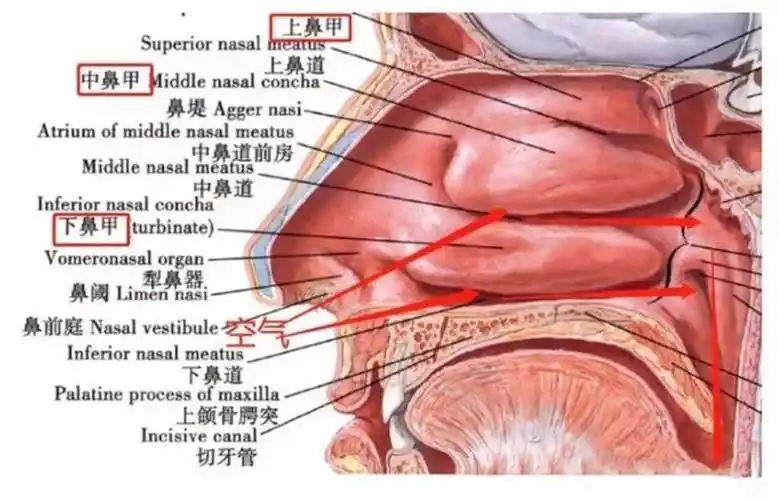 让鼻炎患者,重获新生_鼻腔_鼻子_鼻孔