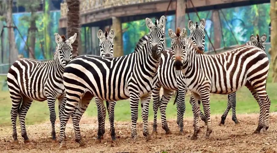 游览动物园,让你流连忘返