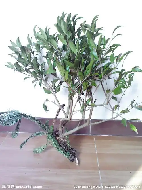 杉木寄生摄影图__树木树叶_生物世界_摄影图库_昵图网nipic.com