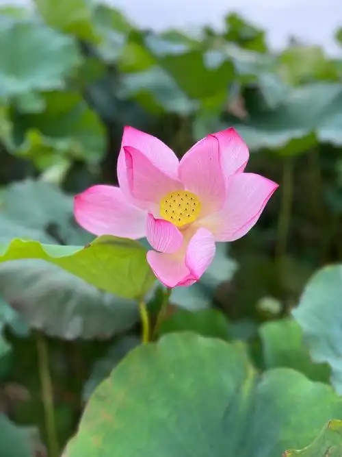 盛开花朵的美景