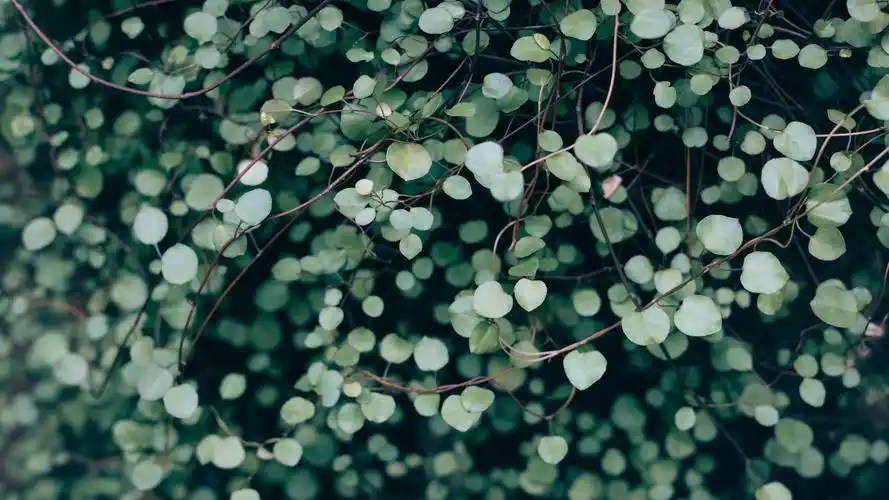 55m上传时间:2020-06-16壁纸标签:护眼4k壁纸封面图护眼壁纸【438】