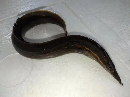 港兴水产提供技术刺鳅苗辣锥鱼苗批发610厘米现货