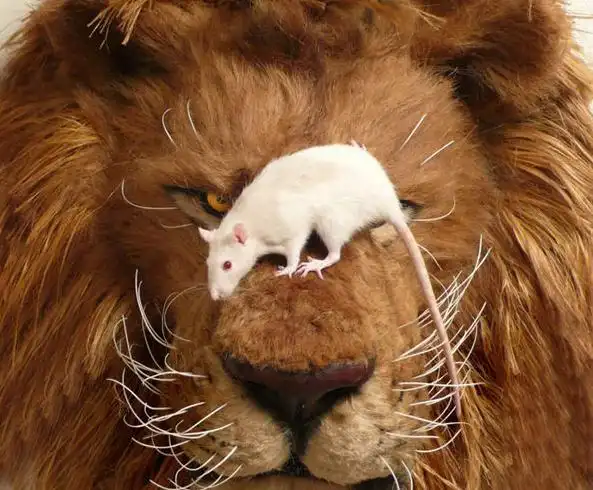 爆笑内涵图可爱的老鼠在狮子嘴上拔毛胆子真大厉害了我的宝宝