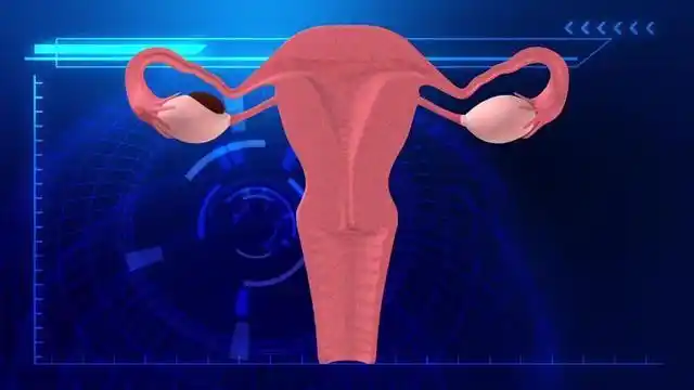 来了解一下,女性子宫的功能