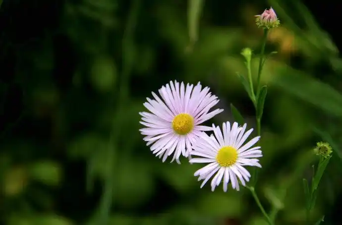 p37大花飞蓬p38大翅蓟p39翼蓟p40牛蒡p41熊耳草p42虎刺梅p43狼尾花p44