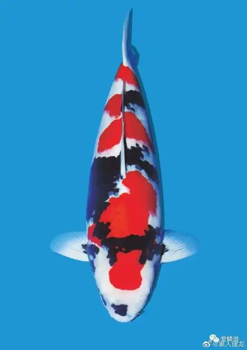 四六级必过#转眼间又要迎来四六级考试了,这次更新了锦鲤,转发点赞