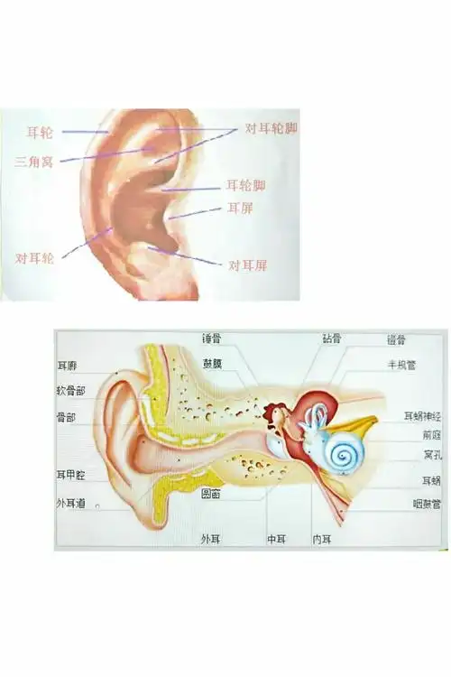 casa3班家长进课堂《保护耳朵》健康教育活动花絮 - 美篇