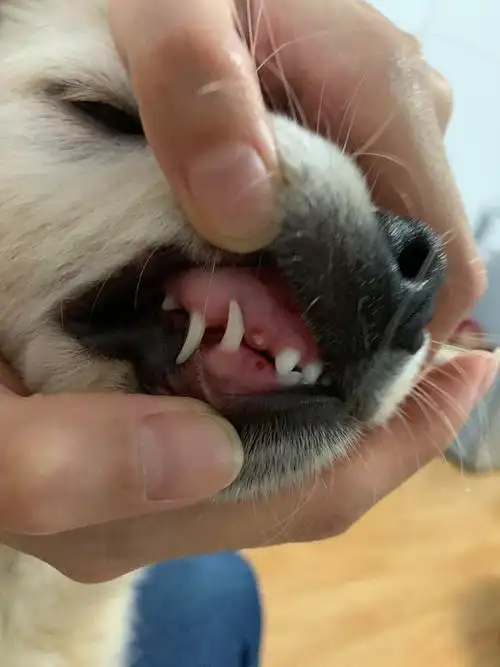 讨论可以看看大家狗子的牙齿吗