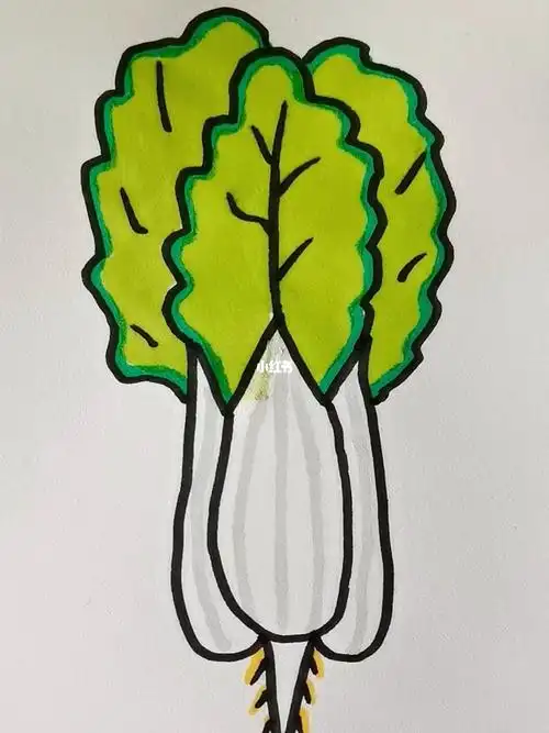 简笔画wu画白菜
