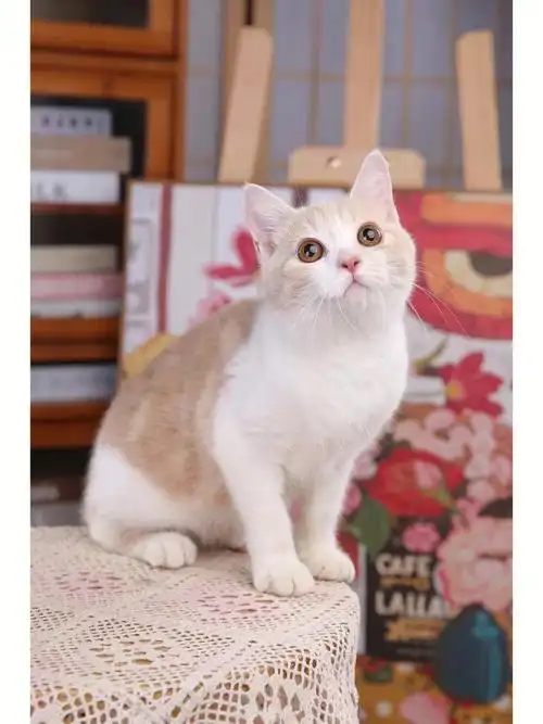 英短乳白弟弟四个月正八