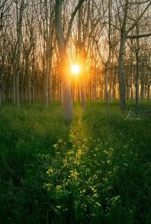把树林拍成文艺唯美大片,就用这 5 招!