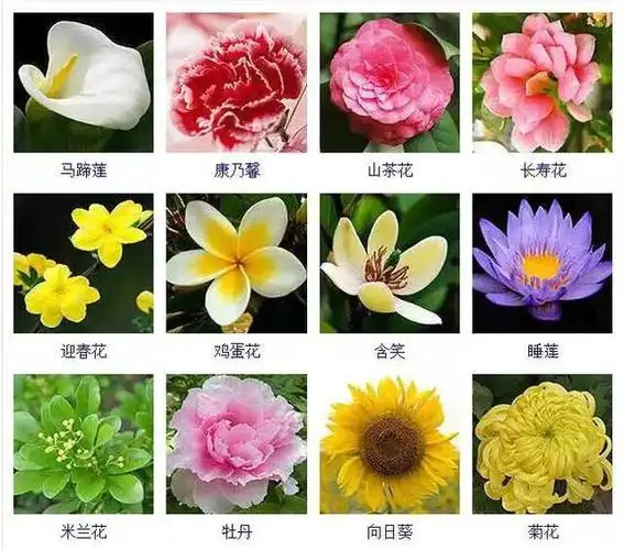 100秒延时识遍27种花速识课堂108种常见花卉x108种美60秒秒变花草达人