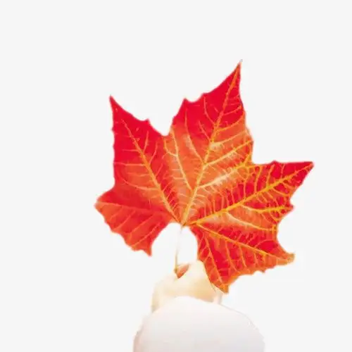 落叶,掉落,凄凉,秋天,对焦