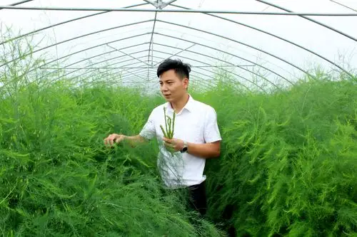 [西华]小芦笋长成致富大产业