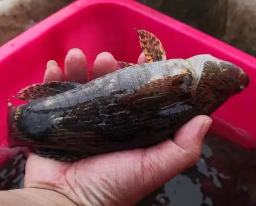 水库自然生长笋壳鱼(石头鱼)特级河鲜送货上门!营养,好吃,量少,速抢!_