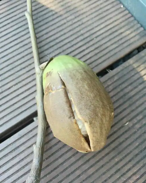 公园里的美丽异木棉果实熟了像一个个白色的棉球