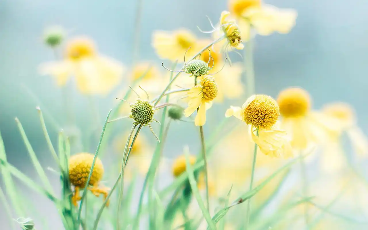 夏日小清新植物桌面壁纸图片,植物壁纸,唯美,小清新,花卉,植物,高清