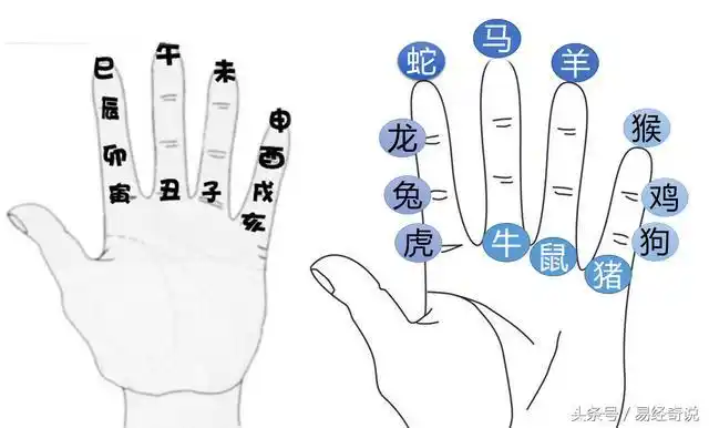 易经智慧十二生肖在手掌中的奥秘