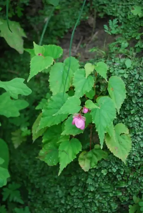 多野生于山谷阴湿岩石上,滴水的石灰岩边,疏林阴处,荒坡阴湿处以及