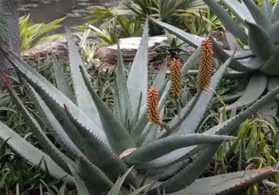 冬季绽放的非洲美人芦荟