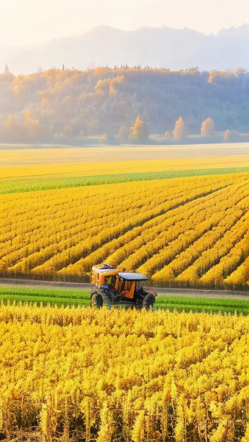 9月新壁纸94金秋丰收麦田