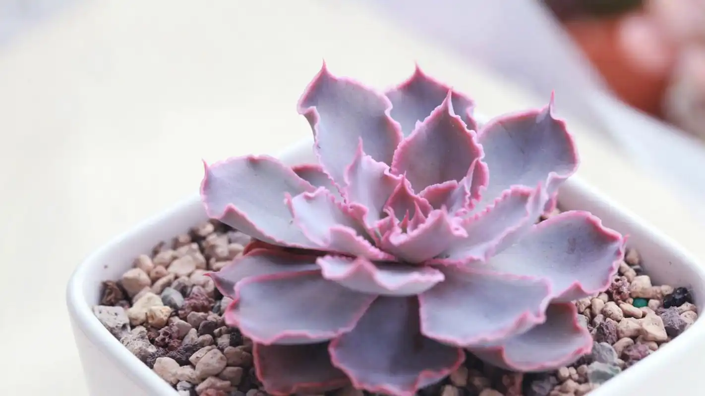 小清新室内盆栽多肉植物高清壁纸