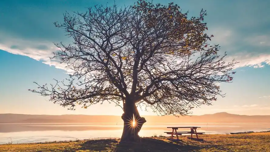 壁纸 孤独的树,长凳,草,河,日落,眩光