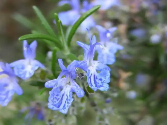 每日一花迷迭香