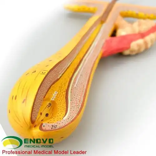 enovo颐诺毛发毛囊头发解剖结构模型 化妆美容美发教学培训头发