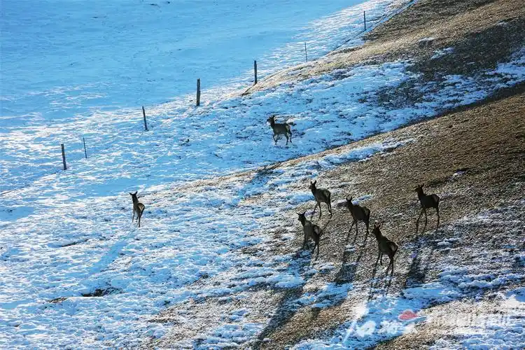 高清组图天山马鹿穿行雪岭