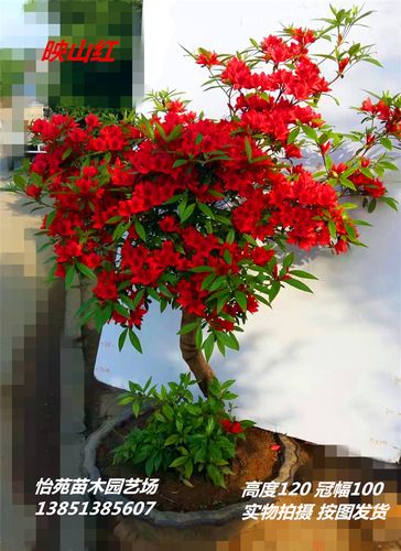 实拍高档杜鹃造型树桩国旗红杜鹃老桩夏鹃桩映山红造型盆景树桩