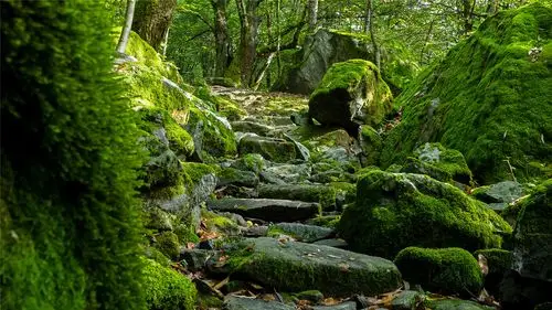 绿色护眼森林高清桌面壁纸