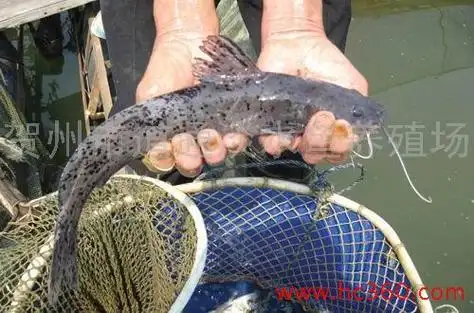 也叫做魽鱼,芝麻魽,白须魽,在广东农村也有叫剑鱼,钳鱼的