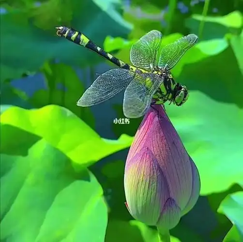夏日池塘荷花蜻蜓