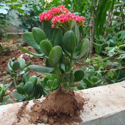 红花玉树[当年开花] 不含盆