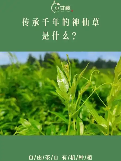 传承千年的神仙草是什么