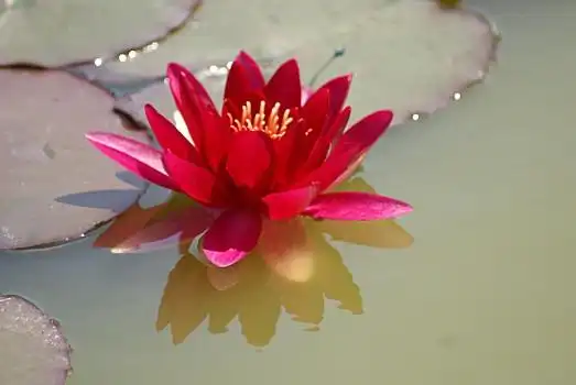 红色,荷花,花,水塘