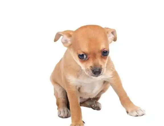 狗狗怀孕几个月生小狗,铲屎官注意以下几点_进行_时候_三个阶段