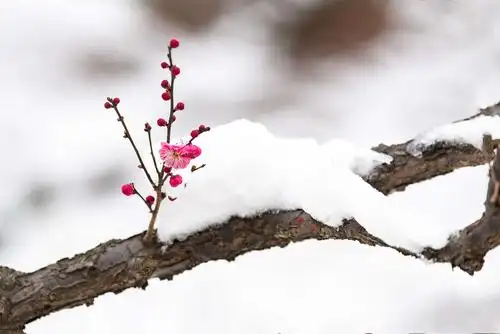 红梅傲雪