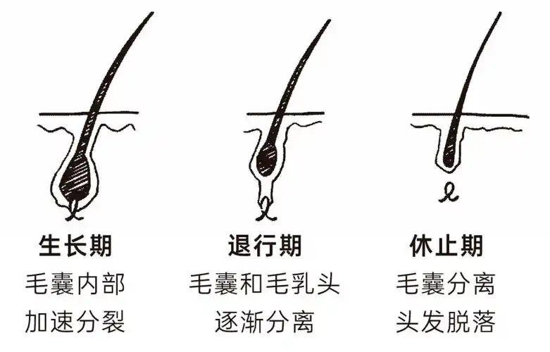 不过,头发也不会无限生长,我们来回顾一下头发的生长过程:头发!