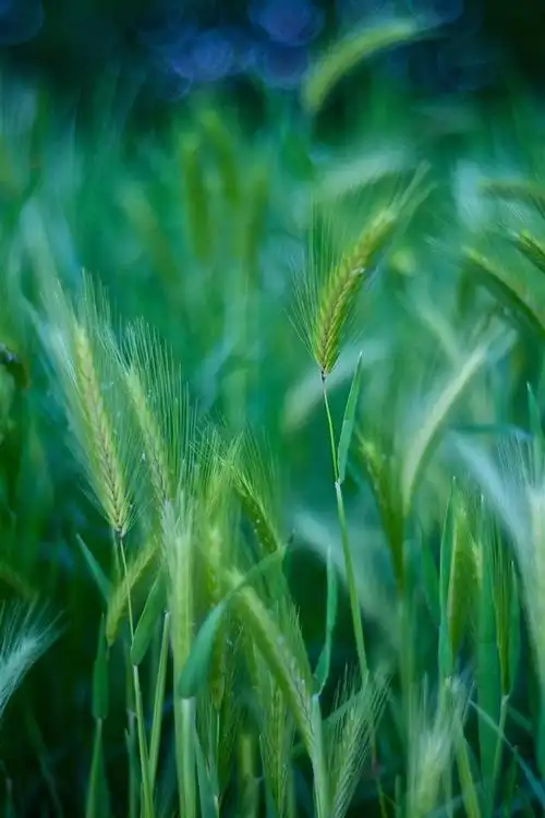 许多绿草,自然 5k