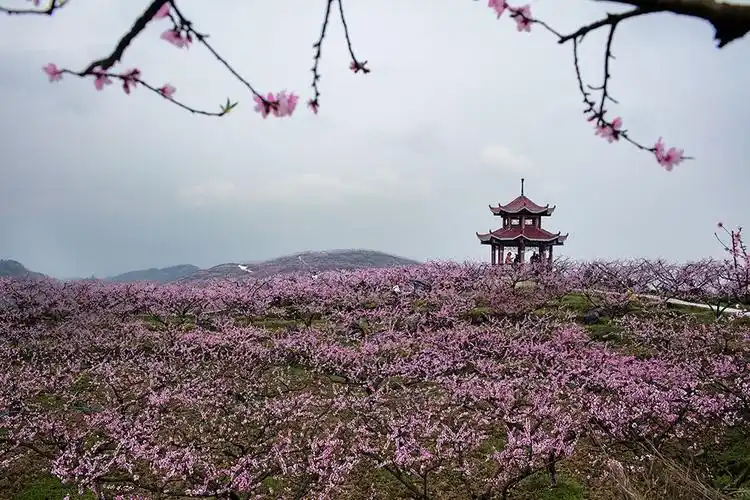 赏花 万里春风之十里桃花 写美篇清明小假,又去了趟贵州.