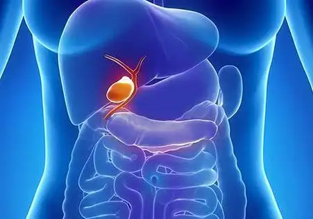 人体图五脏的位置图分布图人体结构解剖图