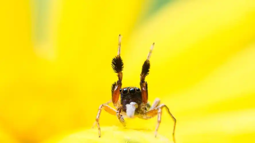 壁纸 蜘蛛,眼睛,黄色花瓣,昆虫 3840x2160 uhd 4k 高清壁纸, 图片