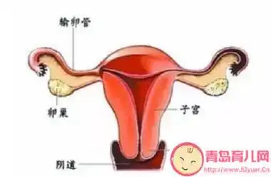 子宫偏小吃什么治疗子宫偏小能治疗好吗