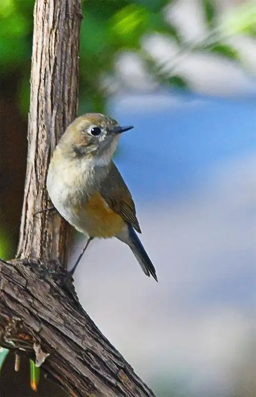【小鸟】 第 10 幅查看大图小鸟【小鸟】 第 11 幅查看大图小鸟【小鸟