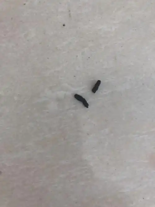 艺术社会民生教育科学医疗健康金融管理情感社交地区其它这是蝙蝠屎还