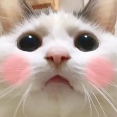 戴眼镜的猫咪情侣头像_第1页