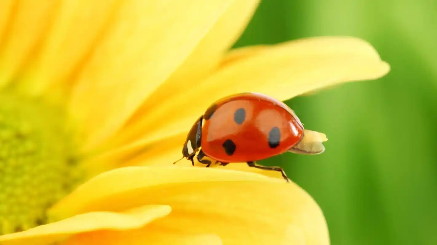 精选可爱七星瓢虫2高清护眼桌面壁纸下载