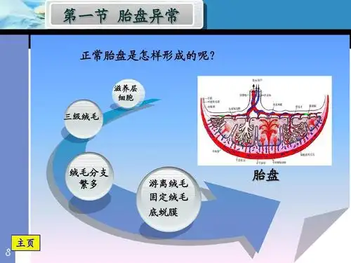 医药卫生 预防医学 胎盘异常ppt 第一节 胎盘异常 正常胎盘是怎样形成